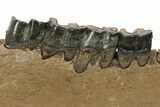 Fossil Rhino (Coelodonta) Right Mandible - Hungary #295837-6